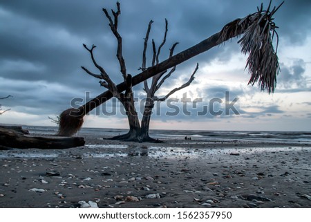 Dead tree in the ocean