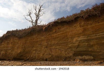 Dead tree on cliff