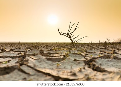 Dead Tree On Dry Cracked Earth, Metaphor Climate Change, Lack Of Fresh Water And Water Crisis