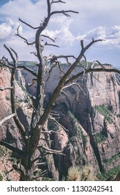 Dead tree on the egde of the mountain