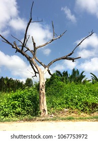 Dead tree on the roadside
