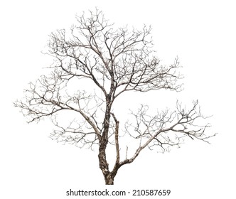 Dead Tree On White Background