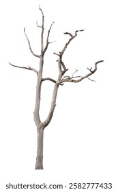 Dead tree on the white background