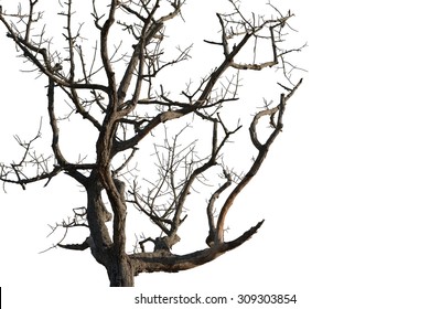 Dead Tree On White Background