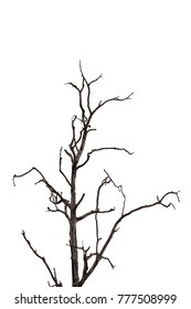 Dead Tree On White Background Stock Photo 777508999 | Shutterstock