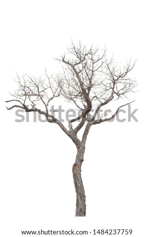 Dead tree on the white background