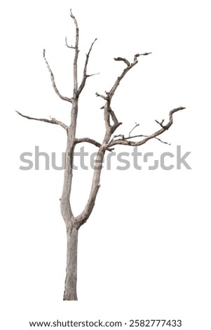 Dead tree on the white background