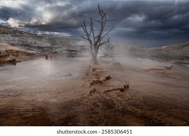 Dead tree in a pool of Mammoth Hot Springs, Yellowstone National Park