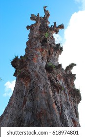 Dead Tree Reborn. A Tree Hit By A Typhoon Is Coming Back To Life With New Leaves