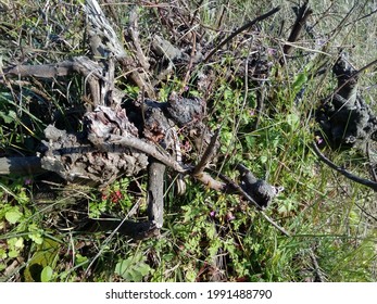 Dead Tree Root In Grass