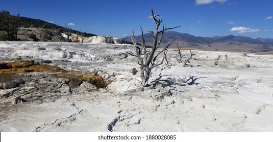 Dead tree and salt flat, Mammoth Hot Springs, Wyoming