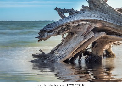 Dead Tree, Sanibel Island