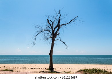 Dead tree at sea on sky background