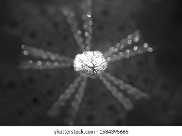 A Dead Tree Shown Through The Small Aperture Of A White Sea Shell