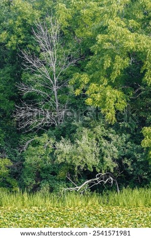 Similar – Image, Stock Photo Forest edge, trees, dead wood and meadows