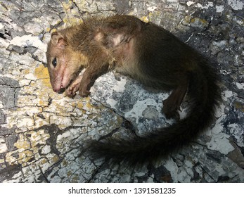 Dead Tree Shrew On A Log