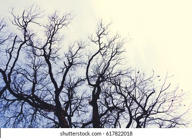 Dead Tree Silhouette