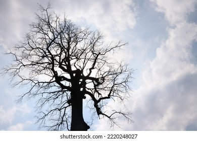 Dead tree silhouette on the afternoon sky background. Silhouette of a large tree and leafless branches on the background of a cloudy sky and the afternoon sun. Select the focus.