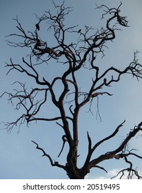 Dead Tree Silhouette With Scavengers In Namibian Desert, Africa