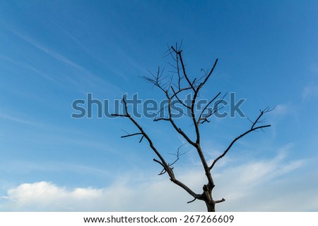 dead tree with sky background