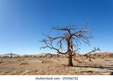 Dead Tree at Sossusvlei in the Namib Desert, Namibia, Africa