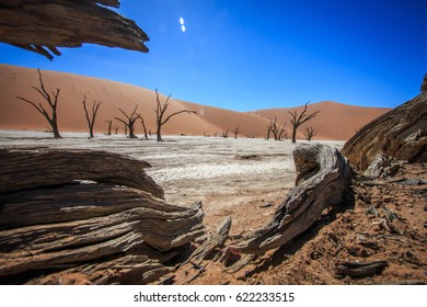 Dead tree in Sossusvlei in Namibia.