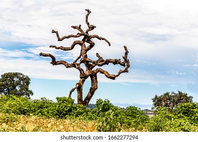 Dead Tree In Soybean Field. São Roque De Minas, MG.