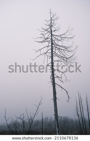 A dead tree stands alone in the winter. Its bare trunk and branches show some charred areas from a forest fire.