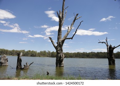 Dead Tree Sticking Up Out Of Water Against Sky In Murray River, Australia