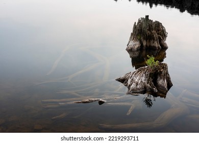 Dead Tree Stump With A New Tree Growing In The Middle In Calm Lake Water