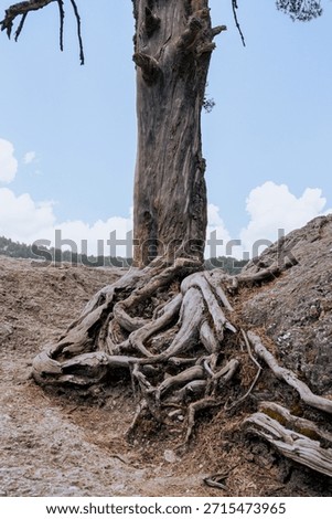 Dead tree stump with roots