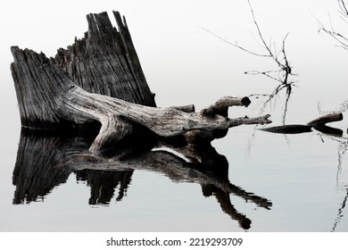 Dead Tree Stump With Roots Coming Out In Calm Lake Water