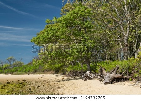 Dead tree stumps and sandy beach within the Felix neck wildlife sanctuary in Edgartown Massachusetts on Martha's Vineyard.