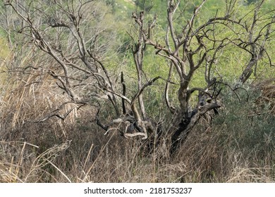 A Dead Tree Surrounded By Dry And Green Vegetation In A Mediterranean Woodland.