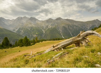 Dead Tree In Swiss National Park