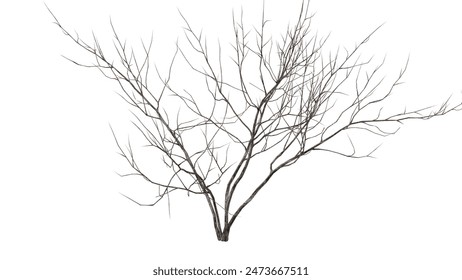 a dead tree that only has its trunk and branches left