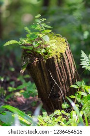 Dead Tree Trunk Is Letting Rebirth Of Moss, Herbs And New Plants.