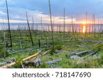 Dead Tree Trunks resulting from a forest fire backlit by the setting sun across lake Yellowstone: Yellowstone National Park, Wyoming. 