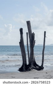 Dead tree trunks standing on a sandy beach