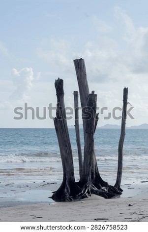 Dead tree trunks standing on a sandy beach