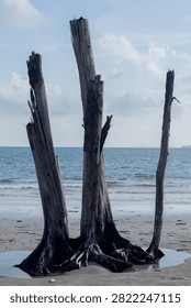 Dead tree trunks standing tall on beach shore