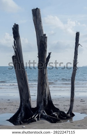 Dead tree trunks standing tall on beach shore
