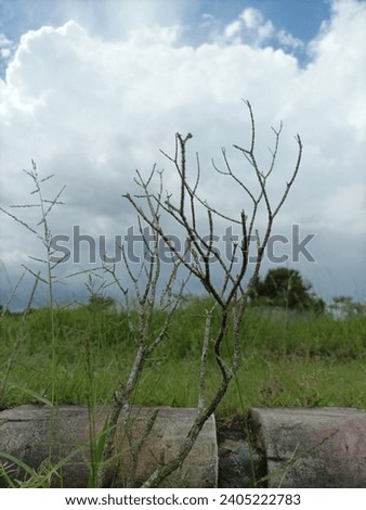 Dead tree twigs on the nature with background green grass and blue sky