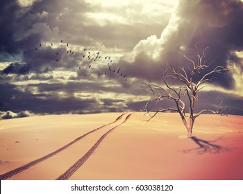 Dead tree and vehicle tracks in a deserted sand dune with a flock of birds silhouetted against a dramatic stormy sky. Drought and climate change concepts. Digital photo manipulation.  - Powered by Shutterstock