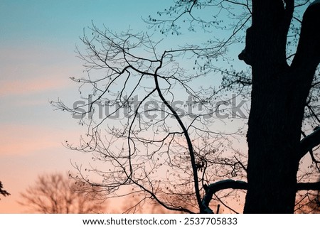 Similar – Image, Stock Photo branch Tree Strong Branch