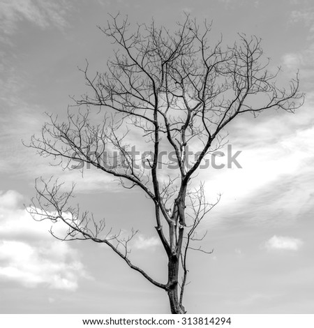 Similar – Image, Stock Photo Wind from right Tree Coast
