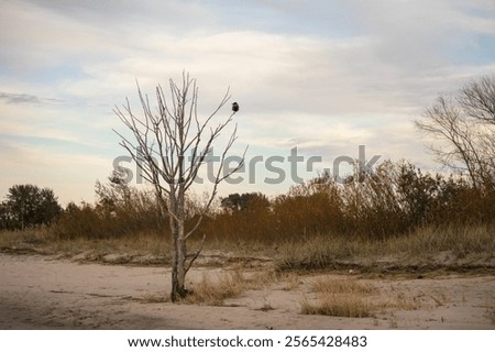 A dead tree without leaves on the beach and a bird on it
