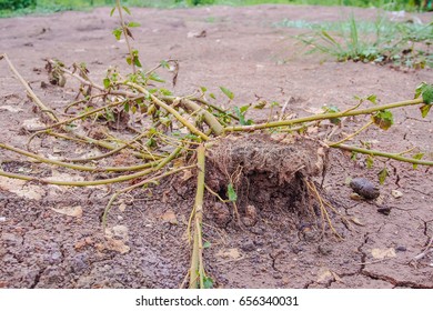 Dead Trees