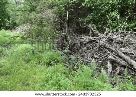 Dead trees and brush in a forest