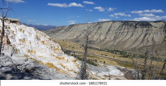 Dead Trees At Canary Spring Terrace, Yellowstone National Park